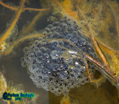 Rana pseudodalmatina