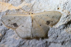 Scopula limboundata