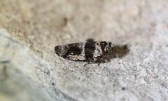 Catonia texana