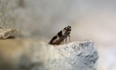 Catonia texana