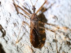 Rocconota annulicornis