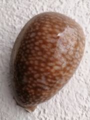 Macrocypraea cervus