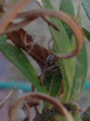 Latrodectus geometricus