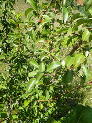 Pyrus communis pyraster