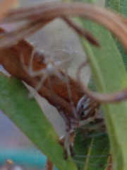 Latrodectus geometricus