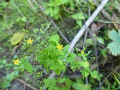 Hypericum mutilum mutilum