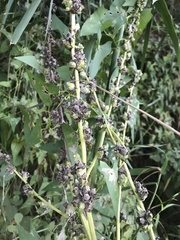 Verbascum galilaeum