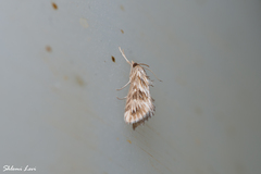 Cynaeda