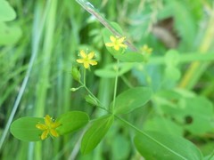 Hypericum mutilum mutilum
