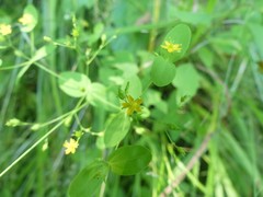 Hypericum mutilum mutilum