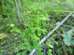 Hypericum mutilum mutilum
