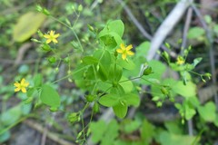 Hypericum mutilum mutilum