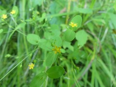 Hypericum mutilum mutilum