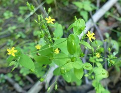 Hypericum mutilum mutilum