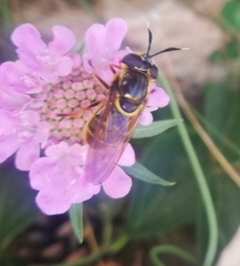 Callicera