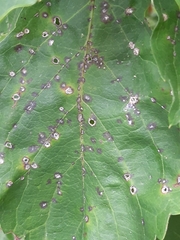 Phyllosticta parthenocissi