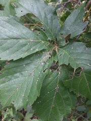 Phyllosticta parthenocissi