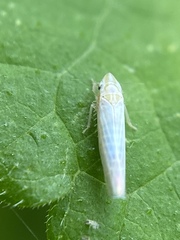 Dikraneura angustata
