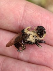 Cuterebra emasculator