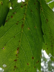Phyllosticta parthenocissi
