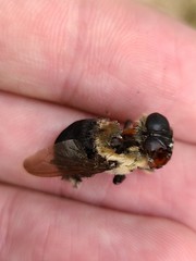 Cuterebra emasculator