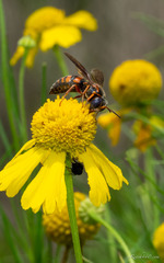 Bicyrtes insidiatrix