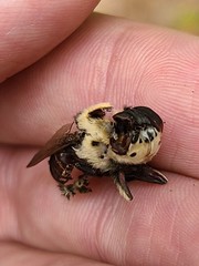 Cuterebra emasculator