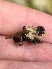 Cuterebra emasculator