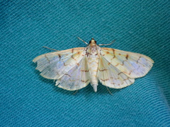 Polygrammodes flavidalis