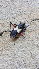 Microtomus purcis