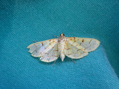 Polygrammodes flavidalis