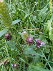 Prunella vulgaris