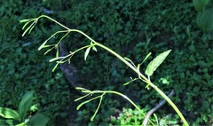 Osmorhiza purpurea