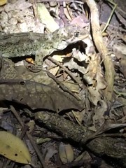 Hoplodactylus duvaucelii
