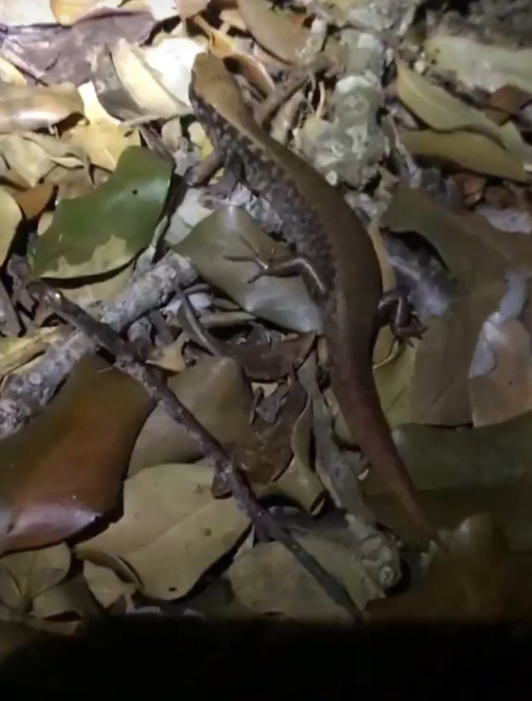 Marbled Skink