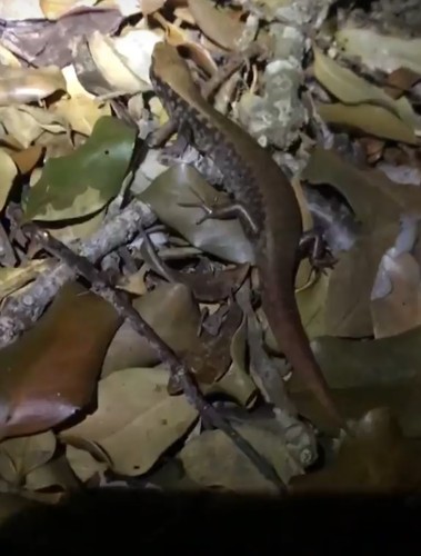 Marbled Skink, Oligosoma oliveri