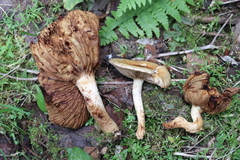 Pholiota elegans