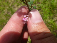 Lespedeza stuevei