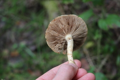 Pholiota elegans