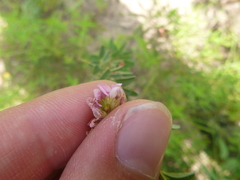 Lespedeza stuevei