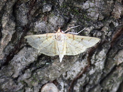 Polygrammodes flavidalis