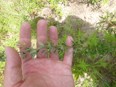 Lespedeza stuevei