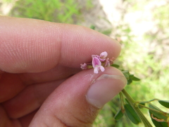Lespedeza stuevei