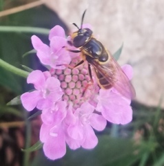 Callicera