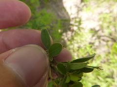 Lespedeza stuevei