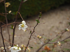 Chaenomeles × superba