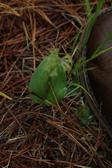 Malaxis tequilensis