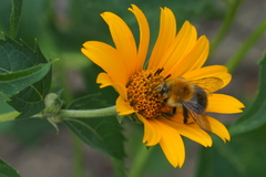 Bombus pascuorum