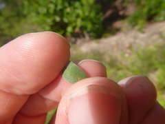 Lespedeza stuevei