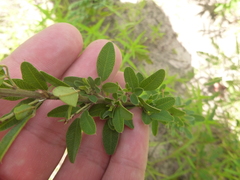 Lespedeza stuevei